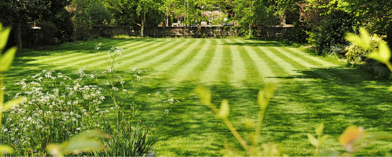 Lawn Care & Maintenance Tips